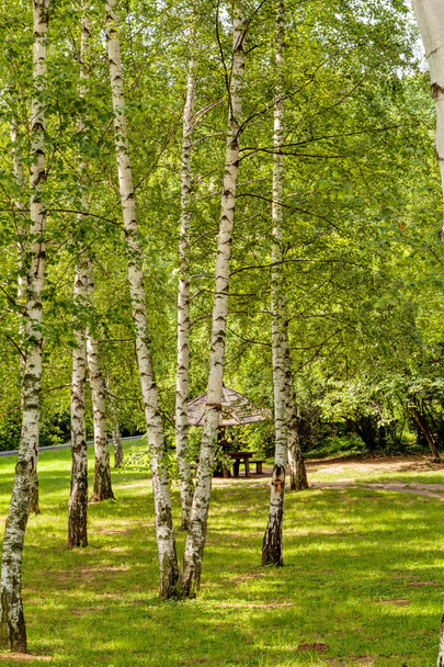 Siver birch trees - 写真・画像