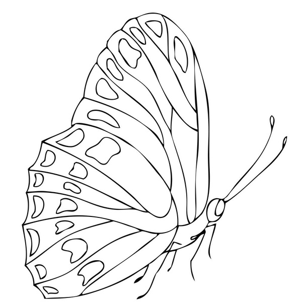 Isolated black and white butterfly on a white background. Vector illustration. - ベクター画像
