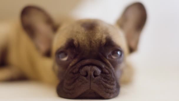 Um filhote de cachorro bulldog francês bonito - Filmagem, Vídeo