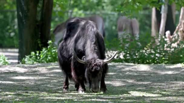 De binnenlandse yak, Bos grunniens is een langharig huiselijk veulen gevonden in de Himalaya regio van het Indiase subcontinent, het Tibetaanse Plateau en zo ver naar het noorden als Mongolië en Rusland. - Video