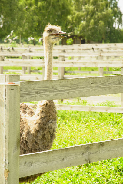 African beautiful big ostrich walks in the poultry farm - Foto, imagen