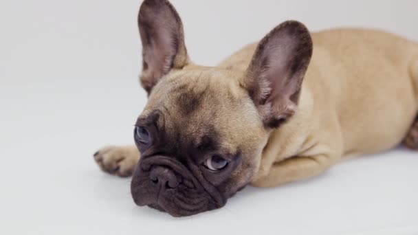 Un simpatico cucciolo di bulldog francese - Filmati, video