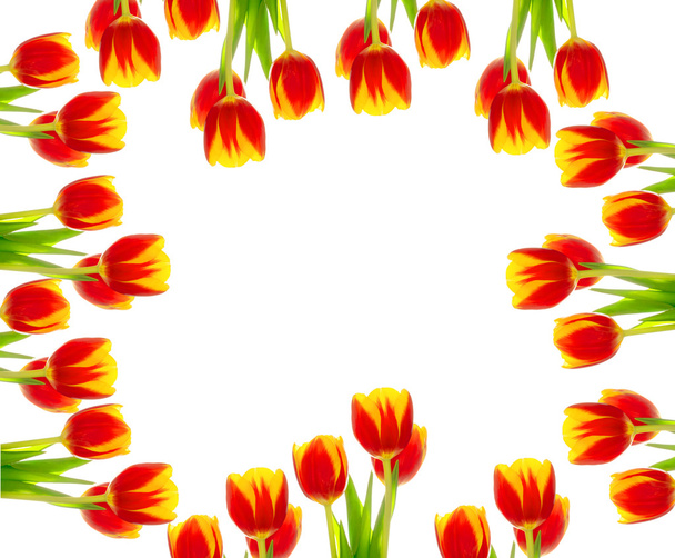 рамка з червоних тюльпанів
 - Фото, зображення