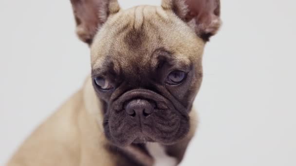 Un lindo bulldog francés cachorro  - Metraje, vídeo