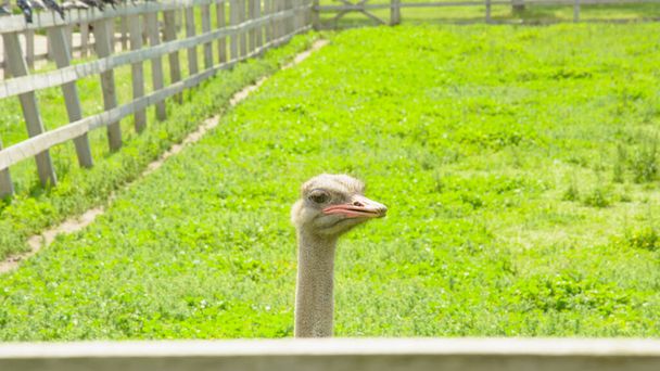 African beautiful big ostrich walks in the poultry farm - 写真・画像