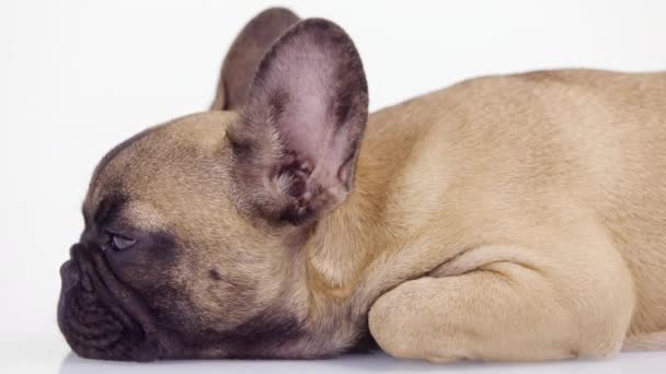 Un lindo bulldog francés cachorro - Metraje, vídeo