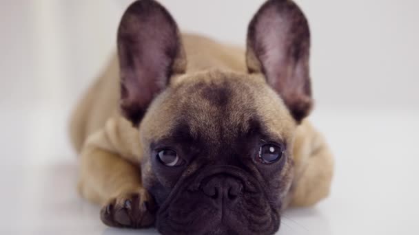 かわいいフランスのブルドッグ子犬 - 映像、動画