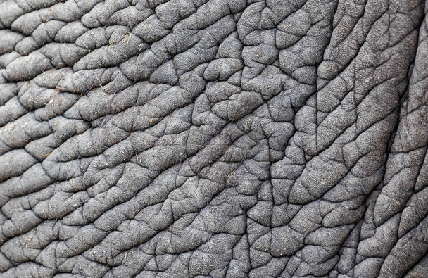 Detalhe da pele de elefante enrugada cinza - Foto, Imagem