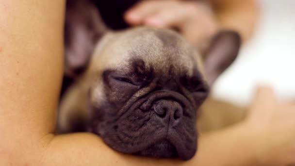 Un simpatico cucciolo di bulldog francese che si tiene - Filmati, video