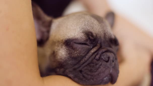Un simpatico cucciolo di bulldog francese che si tiene - Filmati, video