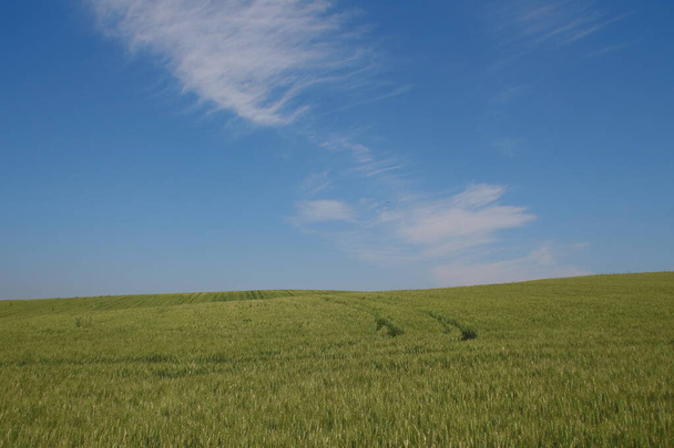 Campo de trigo verde e céu azul - Foto, Imagem