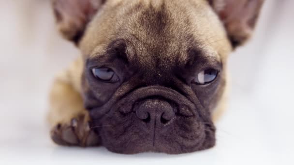 Un simpatico cucciolo di bulldog francese - Filmati, video