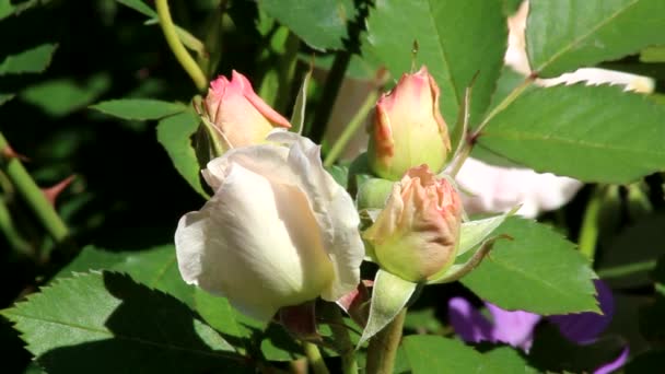 Les bourgeons de la rose canadienne Morden Blush sont rose pâle. Rose canadienne Blush Morden. - Séquence, vidéo