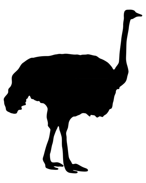 Силуэт страуса
 - Вектор,изображение