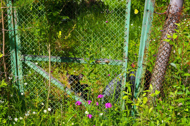 Kis kutya egy zöld kerítés mögött hálóval - Fotó, kép