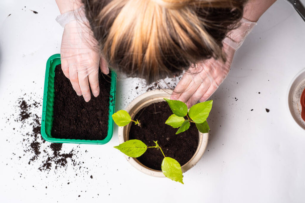 Woman transplants a flower into a pot with new fertile soil, top view - Photo, Image