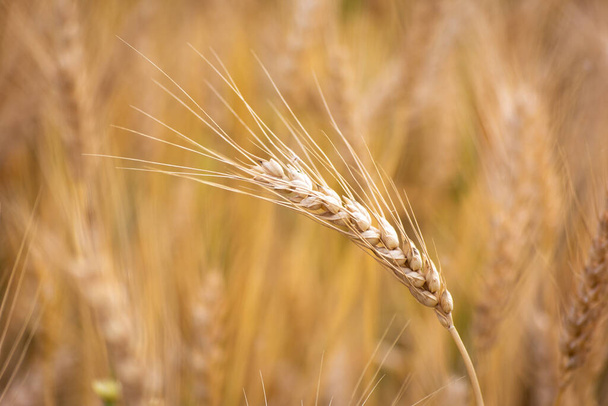 Blízko zralých pšeničných uší. Koncept bohaté sklizně. - Fotografie, Obrázek