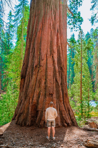 Ein junger männlicher Tourist am riesigen Mammutbaum General Sherman im Sequoia Park in den USA - Foto, Bild
