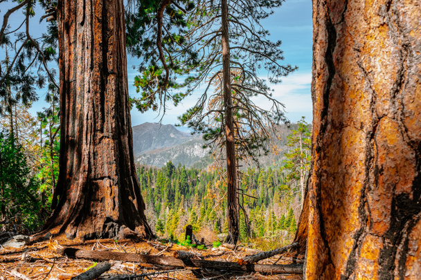 Malowniczy las z ogromnym sekwojem w USA. Malowniczy krajobraz w Parku Narodowym Sequoia - Zdjęcie, obraz