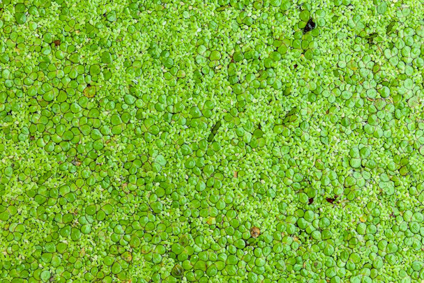fresh green floating aquatic plants pattern and texure background seamless - Photo, Image