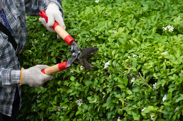 Gardener is pruning the bushes. - Photo, Image