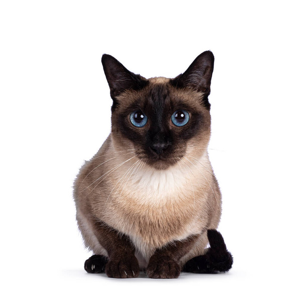 Fiatal felnőtt fóka Thai macska, feküdt arccal előre. Elbűvölő kék szemű kamera felé nézek. fehér alapon elkülönítve. - Fotó, kép
