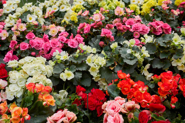 Begonia elatior színes virágok - Fotó, kép
