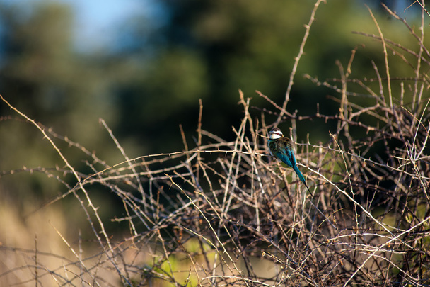 bee-eaters - Photo, Image