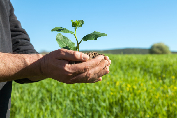 Çiftçi elleri ile bitki - Fotoğraf, Görsel
