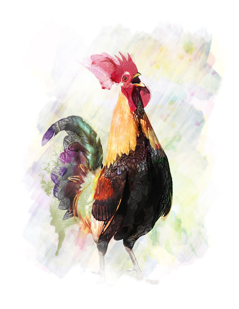 Watercolor Image Of  Rooster - Photo, Image