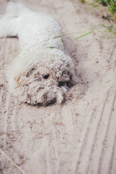Un chiot caniche s'est sali, couché sur une route de campagne, dans le sable. Il a mis son visage dans le sable. - Photo, image