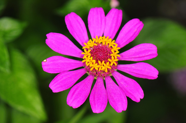 Pink daisy detail - Fotoğraf, Görsel