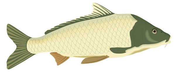 κυπρίνος ψάρια διανυσματική απεικόνιση διαφανές φόντο - Διάνυσμα, εικόνα