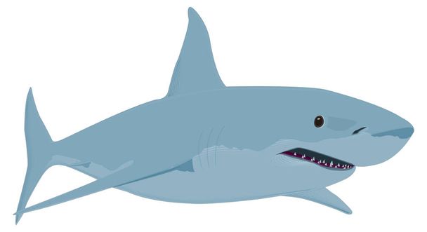 great white shark fish vector illustration transparent background - Вектор,изображение