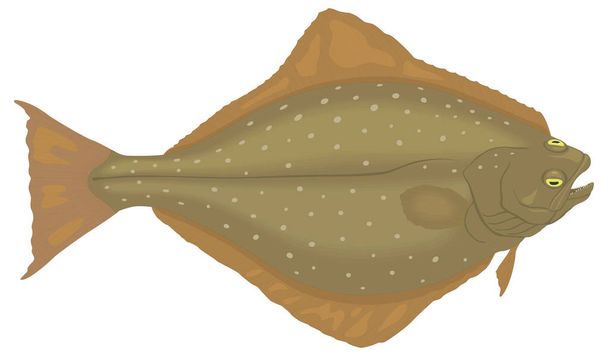 halibut fish transparent background vector illustration - Вектор,изображение
