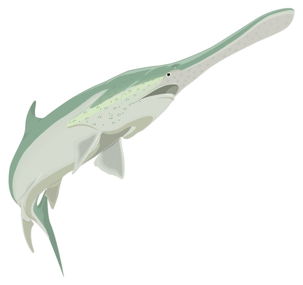 весло рибка Векторна ілюстрація прозорого фону
 - Вектор, зображення