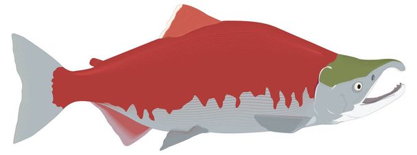 шкарпетки риби для очей Векторна ілюстрація прозорого фону
 - Вектор, зображення