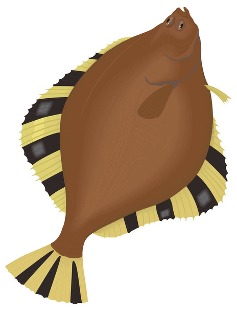 starry flounder flat fish vector illustration transparent background - Vector, Image
