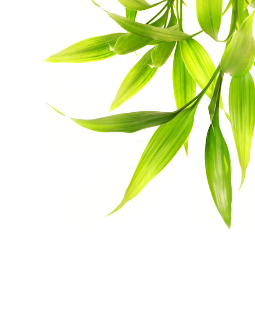 foglie di bambù isolate su sfondo bianco - Foto, immagini