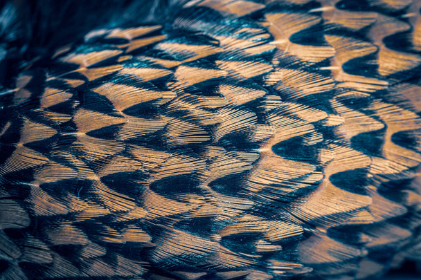 colored pheasant feathers with a visible texture. background - Fotoğraf, Görsel