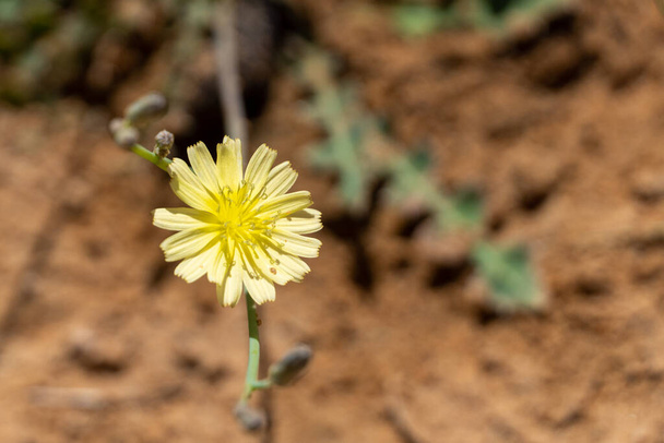 黄色のタンポポの花(Lactuca serriola)は、コピースペースのあるプリックリレタス、ミルクアザミ、コンパス植物、スカロールとも呼ばれます右 - 写真・画像