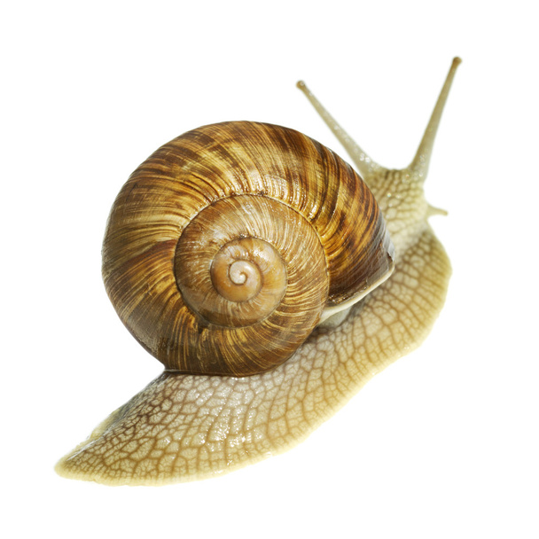 Wine snail. - Photo, Image