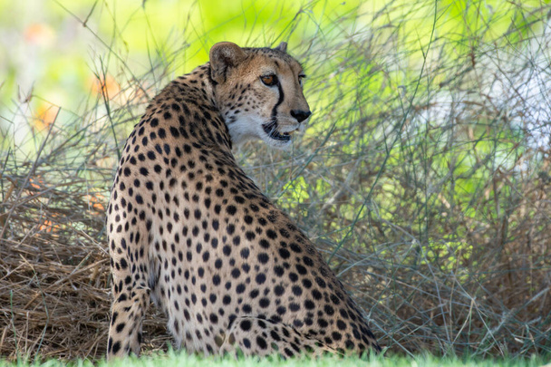 Cheetah (Acinonyx jubatus) de perto olhando para trás enquanto caça em um safari na África. - Foto, Imagem