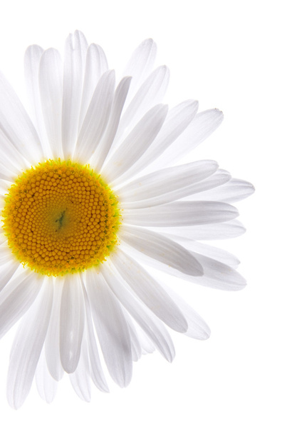 Beautiful daisy on isolated white background - Photo, Image