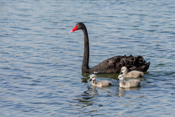 Esittelyssä Black Swan kolme cygnets (Cygnus atratus) uinti Al Qudra järvi Dubaissa, Arabiemiirikunnat. - Valokuva, kuva