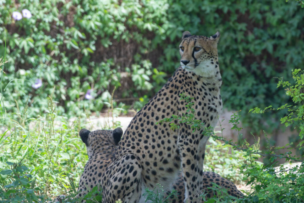 Cheetah(Acinonyx jubatus)ペアは、アフリカのサファリのサバンナ草の中で休んでいます. - 写真・画像