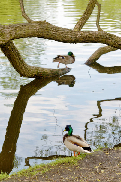 Ducks live in a pond in a city park. - Фото, зображення