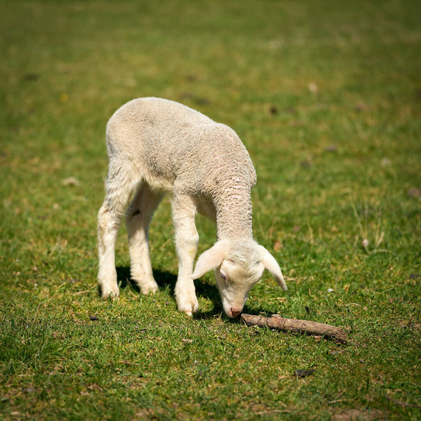single newborn curious lamb on a meadow in the Herrenkrugpark in Magdeburg in Germany                                - Photo, Image