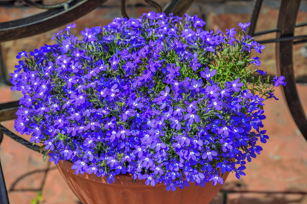 Fleurs de Lobelia bleues ou Lobelia bordée, Lobelia de jardin (Lobelia Erinus) en pot dans le jardin d'été. Floriculture, aménagement paysager et jardinage concept - Photo, image
