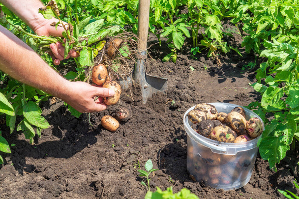 A gazda krumplit arat a kertben. Közelkép egy agronómus kezéről, miközben az ültetvényen dolgozik. Szüretelési ötlet. - Fotó, kép